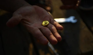 Phu vàng trong rừng già Amazon