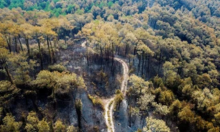 Cảnh hoang tàn ở rừng phòng hộ bị lửa thiêu 3 ngày nhìn từ trên cao