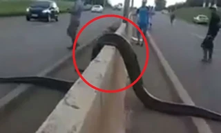 Clip: Trăn khổng lồ Nam Mỹ leo dải phân cách, trườn qua đường