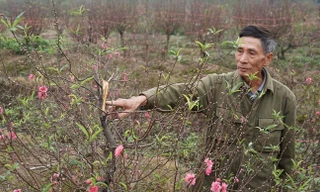 Xem bóng đá, sáng ra nông dân sững sờ vì đào bị chặt phá