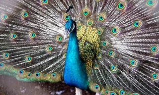 Trại chim công ở Miền Tây thu 100 triệu đồng mỗi tháng