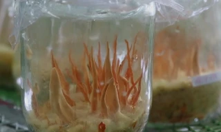 Nuôi cấy đông trùng hạ thảo từ kén tằm bán giá 100 triệu đồng/kg