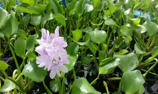 Loài cây xâm hại tăng số lượng gấp 40.000 lần trong một tháng