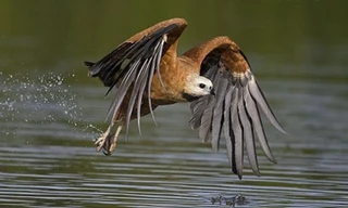 Ưng cổ đen sà xuống bắt cá từ ngọn cây