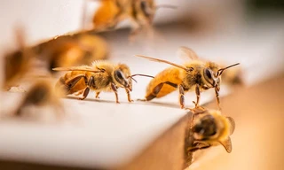 Phương pháp trị liệu bằng ong đậu đầy mặt không gây đau đớn