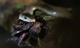 Rắn mamba đen kịch độc trèo lên cây nuốt chửng chim