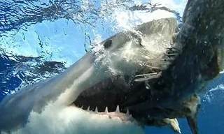 Ba loài cá mập nguy hiểm nhất thế giới