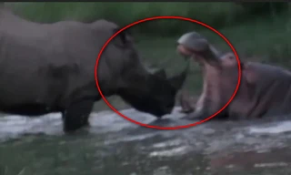 VIDEO: Tê giác đại chiến hà mã giữa đầm nước