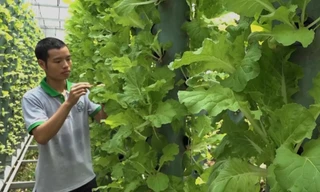 Vườn rau sạch chỉ một mét vuông ở Sài Gòn