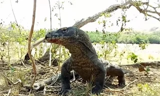 Rồng komodo nuốt chửng khỉ trên hòn đảo Indonesia