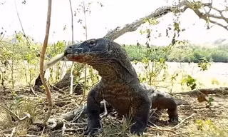Rồng komodo nuốt chửng khỉ trên hòn đảo Indonesia