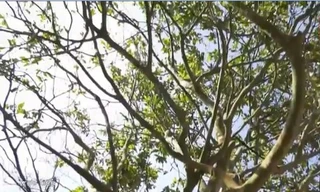 “Cụ Mai” tuổi đời gần 2 thế kỷ với giá 3 tỷ đồng