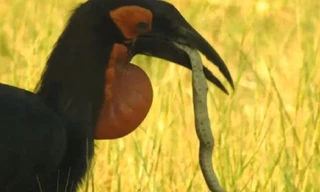 Rắn độc nhất châu Phi bỏ mạng trước chim hồng hoàng