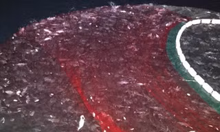 Clip mẻ cá bè vàng hơn 7 tỷ đồng của ngư dân Quảng Trị