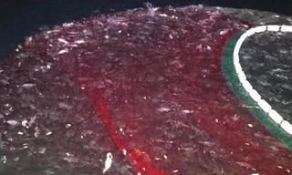 Clip mẻ cá bè vàng hơn 7 tỷ đồng của ngư dân Quảng Trị