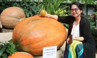 Bí ngô khổng lồ nặng nhất Việt Nam