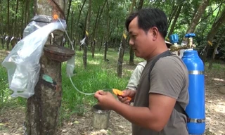 Lấy mủ cao su bằng khí ethylene