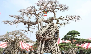 Ngắm cây sanh cổ giá 1,1 tỷ đồng của nhà vườn Bắc Ninh