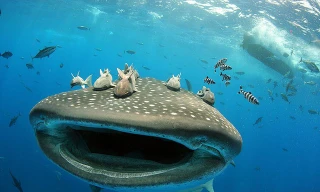 'Hết hồn' trước khoảnh khắc du khách suýt bị cá mập voi nuốt chửng