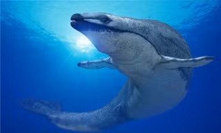 Hình ảnh mô phỏng Basilosaurus khi trưởng thành với chiều dài trung bình từ 12 đến 20m. 