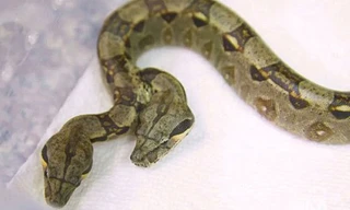 Chú trăn Miến điện có 2 đầu, 2 trái tim và 2 bộ máy tiêu hóa.