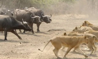 Đàn trâu hợp sức buộc sư tử lùi bước