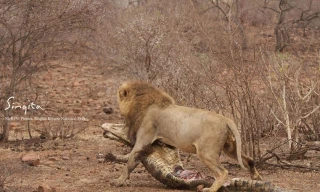 Việc quá ham mồi đã khiến con cá sấu bị sư tử giết chết.