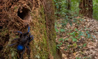Nhện Tarantula ở rừng mưa Guyana
