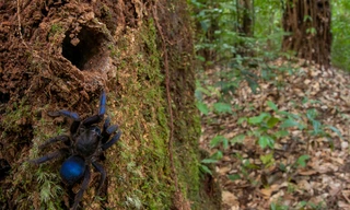 Nhện Tarantula ở rừng mưa Guyana