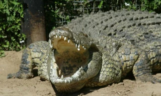 Một con cá sấu rất lớn đã gây ra cái chết cho mục sư Docho Eshetem khi ông đang làm lễ rửa tội cho người dân địa phương.