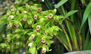 Địa Lan Trung Quốc là một trong số cây cảnh được người Việt chuộng mua chưng Tết. Ảnh minh hoạ