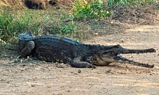 Cậu bé Abang Ikal Abang Suip đã bị cá sấu bắt và ăn thịt khi đang câu cá.