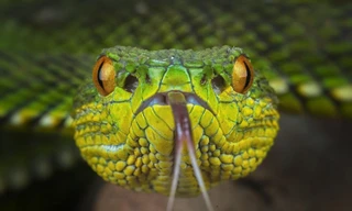 Hình ảnh đẹp kiêu sa của những con rắn độc được nhiếp ảnh gia người Indonesia, Aditya Permana chụp được bằng ống kính macro, khiến người xem không khỏi rùng mình khi thưởng thức.(Nguồn Sina) 