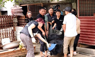 Chú gấu ngựa được gây mê, kiểm tra sức khỏe và đưa lên xe để bắt đầu di chuyển về Trung tâm Cứu hộ Gấu Việt Nam.