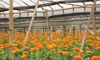 'Thủ phủ' hoa đồng tiền lớn bậc nhất Hà Nội vào Tết