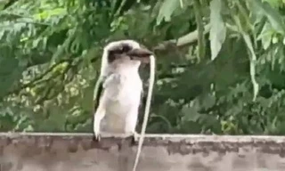 Chim bói cá háu đói nuốt chửng rắn dài trong 10 phút