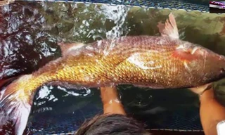 Một ngư dân Bến Tre bắt được cá “khủng,” định giá 1 tỷ đồng