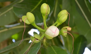 Bàng vuông Trường Sa nở hoa trên đất Tây Đô