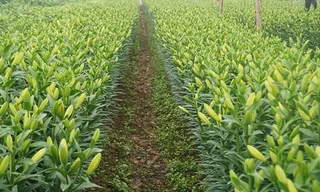 Hà Nội có thêm 'làng hoa Tây Tựu' quy mô lớn