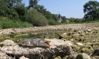 Xác cá và sỏi đá còn sót lại sau khi khúc sông biến mất. Ảnh: AFP.
