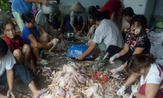 Gia đình ông Góc phải thuê người đến giúp mổ gà và nhờ làng xóm mua giúp với giá rẻ để đỡ tổn thất.