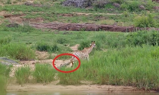 Hươu cao cổ bị cá sấu dài 5 mét cắn trọng thương, sư tử hưởng lợi