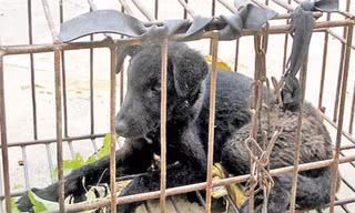 Chó lạ hung dữ xuất hiện ở biên giới phía bắc