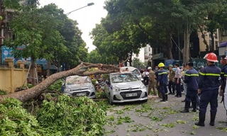 Cành cây cổ thụ trong bệnh viện 108 rơi đè bẹp 3 ô tô