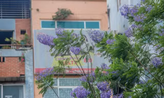 Nao lòng phượng tím Đà Lạt nở rộ giữa Hà Nội