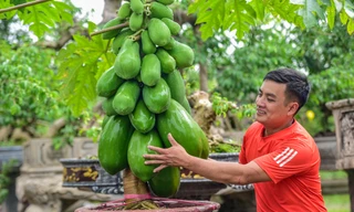 Đu đủ bonsai siêu độc, quả đẻ chi chít chơi Tết