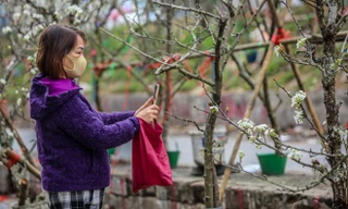 Hoa lê rừng tiền triệu hút khách Thủ đô sau Tết