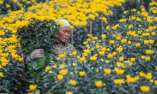 Làng hoa Tây Tựu tất bật chuẩn bị cho Tết