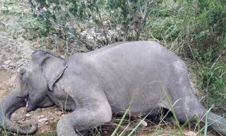 Con voi cuối cùng ở Bắc Tây Nguyên đã chết