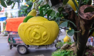 Bưởi thỏi vàng khắc chữ ‘Tài’, ‘Lộc’ độc đáo ở Thủ đô